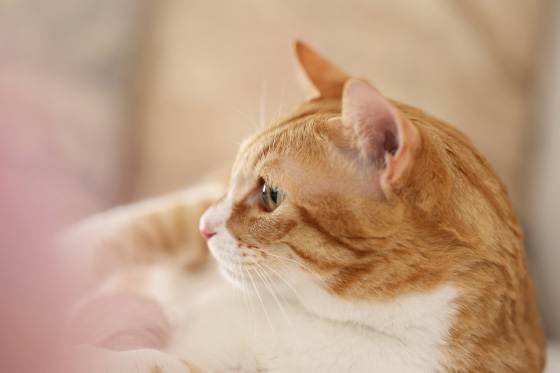 猫1