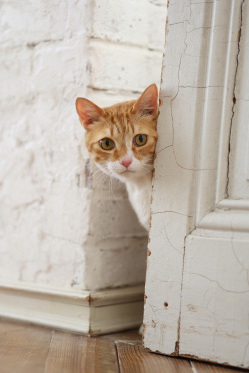 猫2